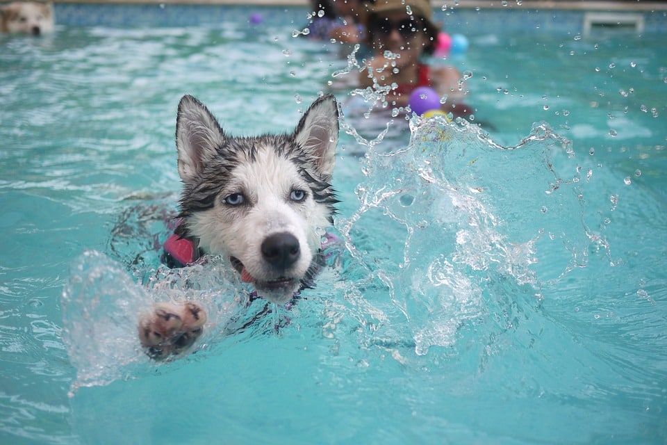 husky-in-pool