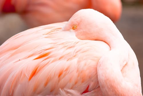 flamingo-san-francisco-zoo