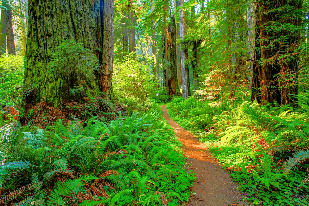 green-plants-in-redwood-national-park