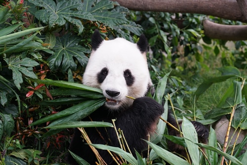 panda-san-diego-zoo-bamboo