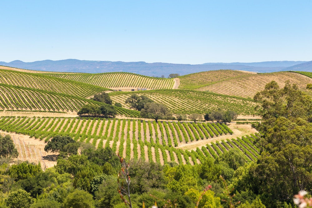 napa-valley-vineyards