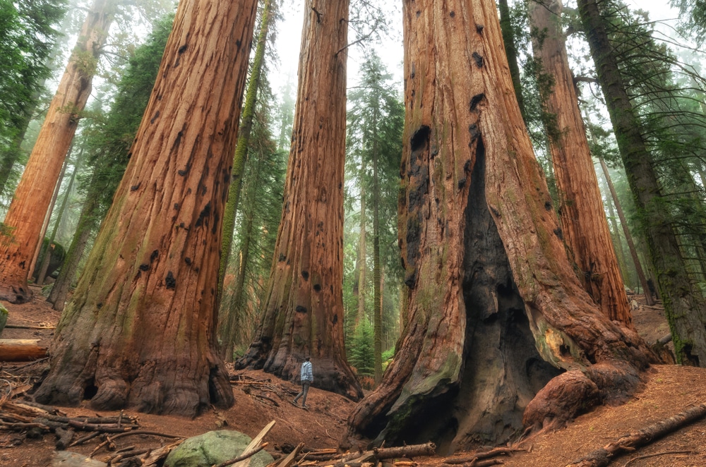 tall-sequoia-trees-surrounding-traveler