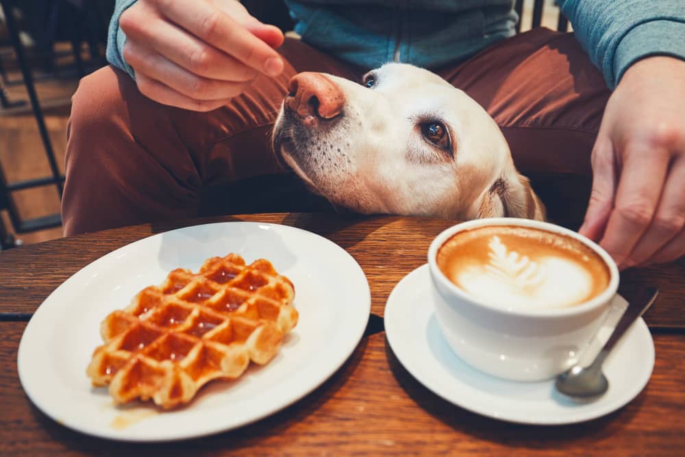 dog-at-cafe-with-owner