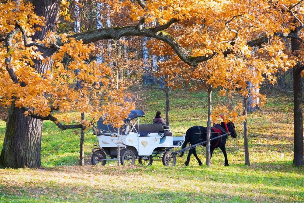 A horse-drawn-carriage riding under trees.