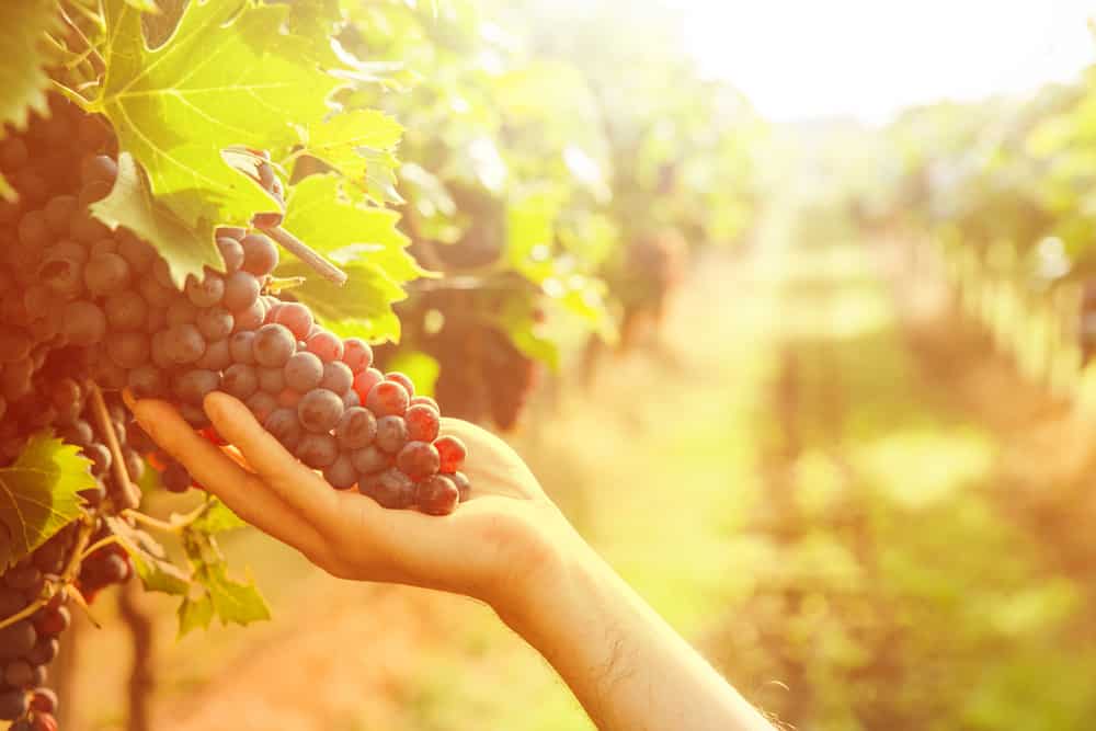 grape-harvest-in-vineyards