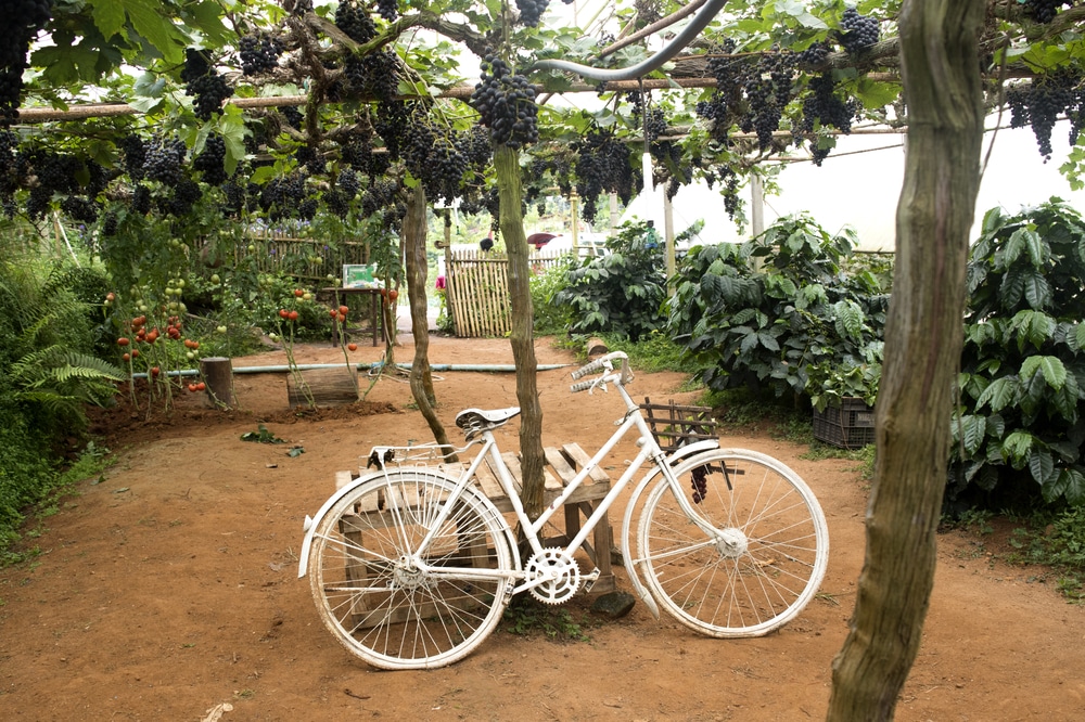 bike-in-vineyard