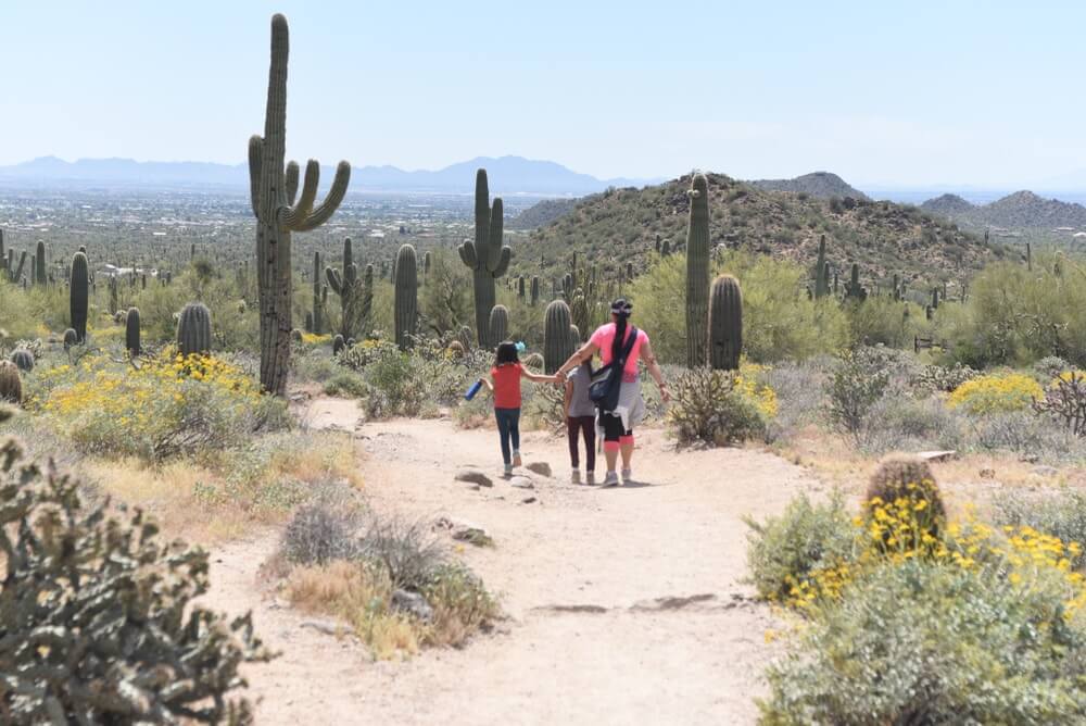 People hiking in the desert next to cacti.